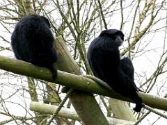 149 BIO PARC DE DOUE LA FONTAINE 5- 2016_000023